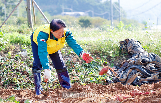 성주군 가천면지역사회보장협의체 특화사업‘고구마 수확’