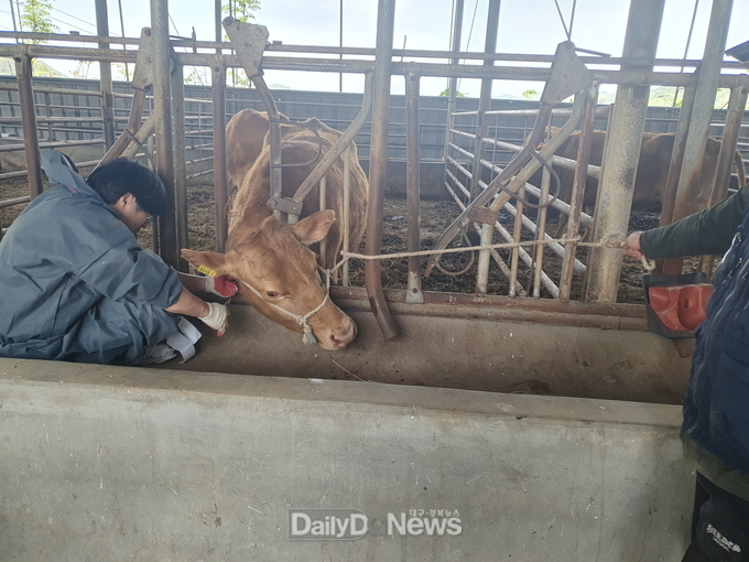 안동시, 구제역 및 럼피스킨 백신 일제접종 실시