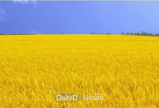2024년 수매품종으로 지정된 맛 좋은 김천쌀 ‘영호진미’ 수확 임박