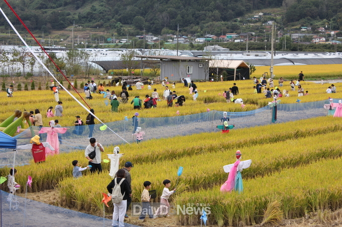 성주군, 12일부터 가야산황금들녘메뚜기축제 개최