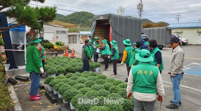 의성 사곡면 새마을남녀협의회, 가을맞이 국화꽃 식재