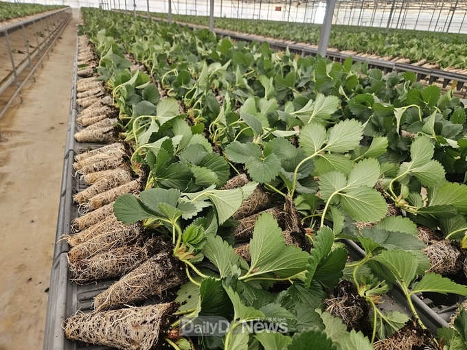 경상북도 농업자원관리원 영천포장 하우스 딸기 모종(제공: 경상북도 농업자원관리원 영천포장)