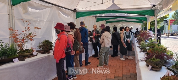 경산시, 국화분재와 가을야생화 작품 전시회 개최