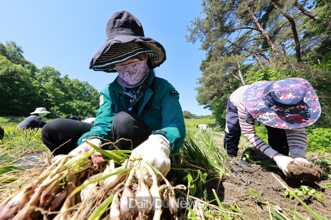 11월 1일부터 3일까지 한천체육공원일원에서 맛 좋은 ‘예천쪽파’ 의 브랜드화 위한 힘찬 출발