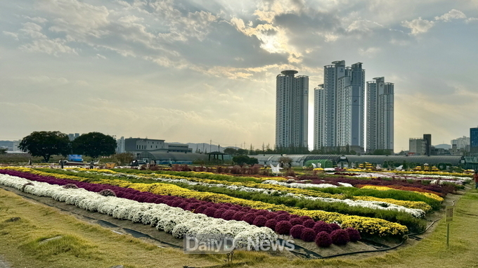 가을 향기와 함께 찾아온 ‘뱃머리마을 국화전시회’ 내달 1일 개최