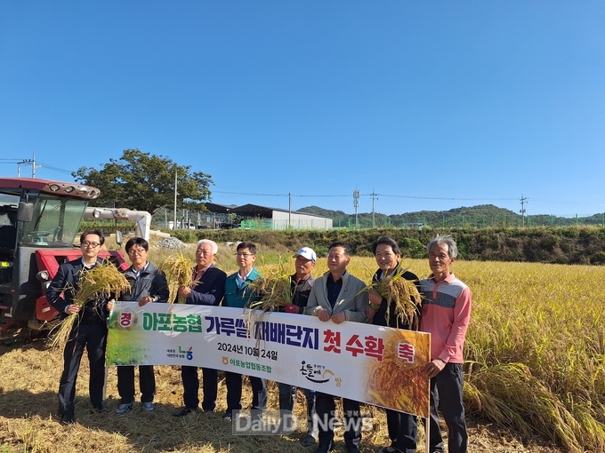 김천시, 식량작물 자급률 확보를 위한 가루쌀 첫 수확