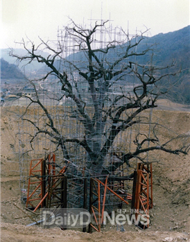 안동시, 수몰 위기 ‘안동 용계리 은행나무’ 구출 30주년 기념행사 개최