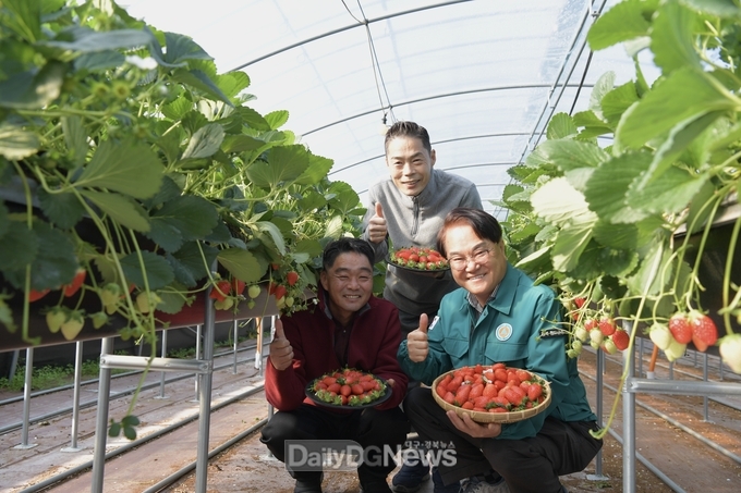 김하수 청도군수, 하이베드 딸기 재배농가 현장 방문 격려
