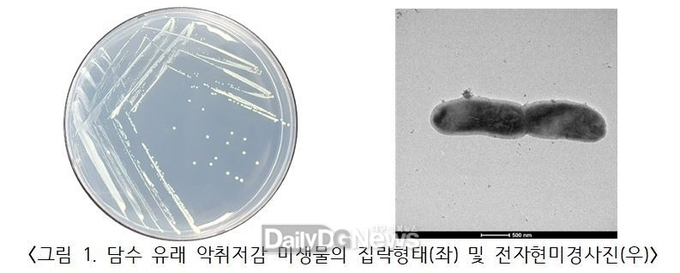 국립낙동강생물자원관 제공) 악취 저감 균주의 집락 및 형태학적 특성