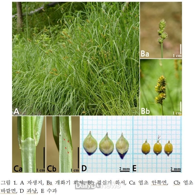  줄무늬미국타래사초 사진