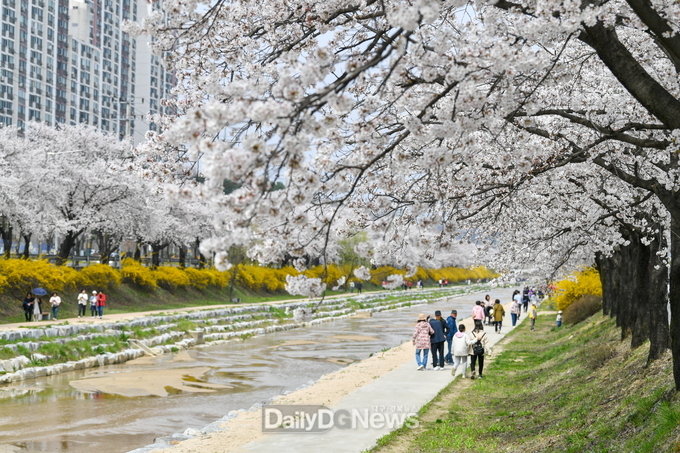 우수가로숲길(영주_서원로_가로수길-벚꽃길)