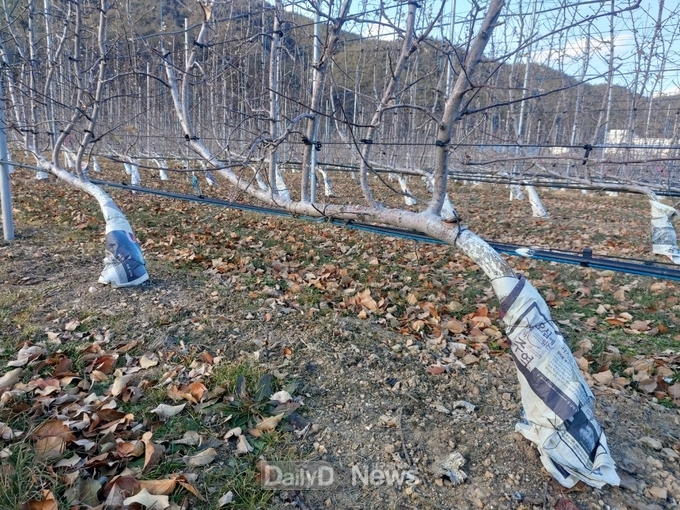 과수_주간부_보온재_피복