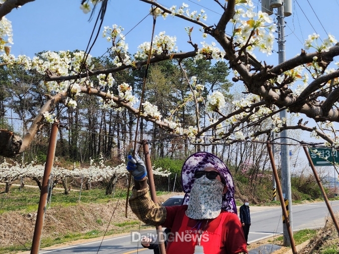 상주시농업기술센터, 3~4월 꽃가루 자가생산 위한 꽃가루은행 운영