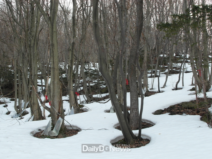 우산고로쇠 수액 채취 본격 시작!