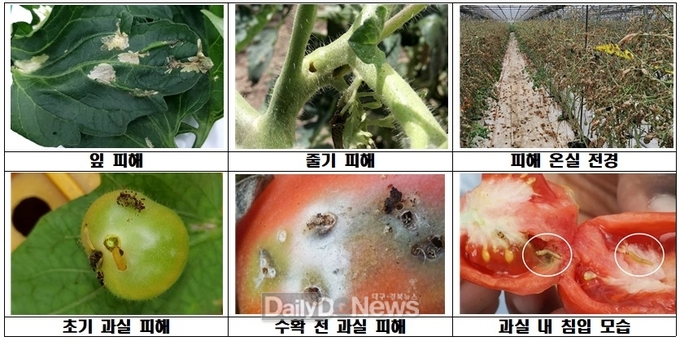 김천시, 검역 해충 토마토뿔나방 방제약제 지원