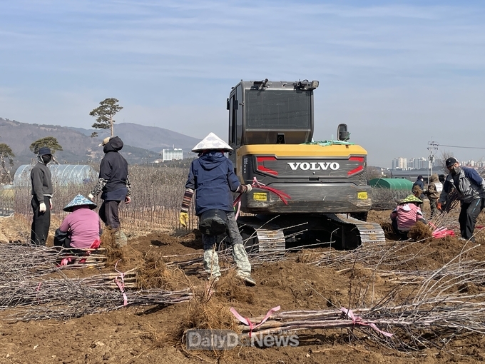경산묘목시장