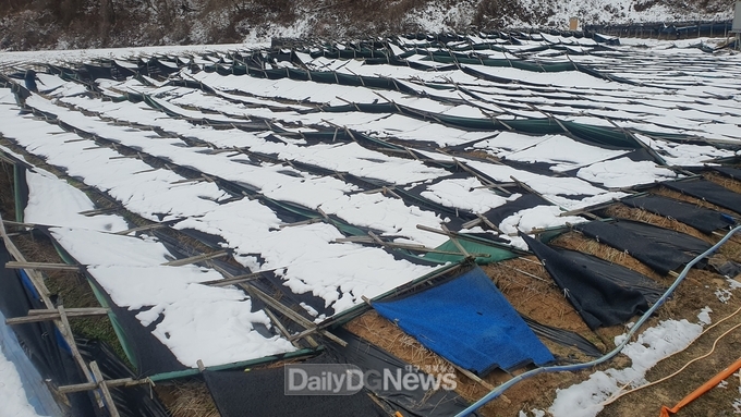 인삼해가림_폭설피해