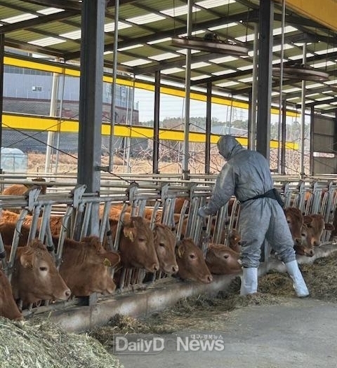 경산시, 2025년 상반기 구제역 백신 일제접종 실시