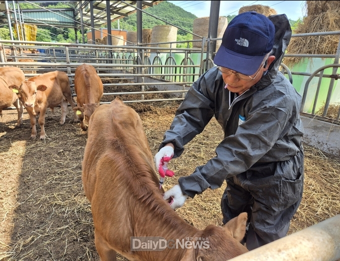 고령군, 전가축 백신접종 돌입