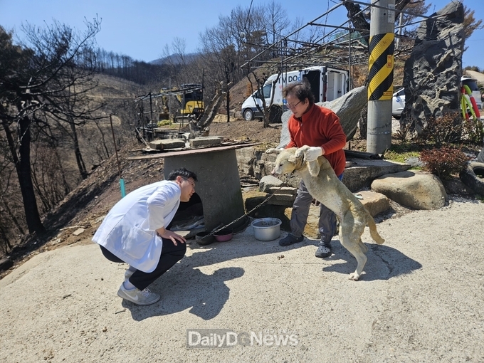 영양군 산불 피해 지역 반려동물 무료 진료 지원