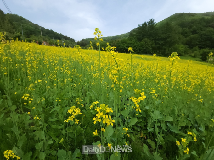 2024년 국립산림치유원에 만개한 유채꽃의 모습. 한국산림복지진흥원 국립산림치유원 제공