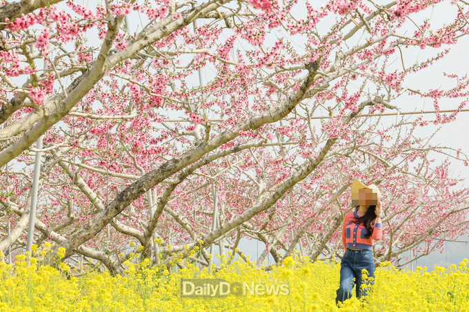 몽글몽글 피어난 분홍빛 물결 푸른 하늘과 어우러진 한 폭의 수채화 그려