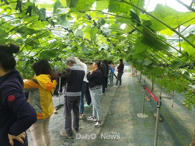 농촌인력지원 특별 기술교육(포도알 솎기) 신청접수