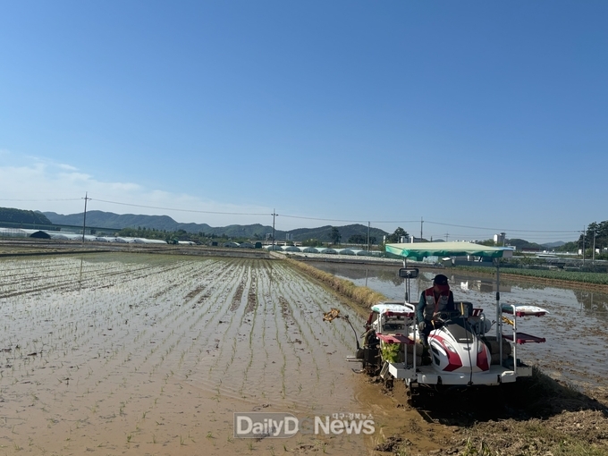 고령군, 2025년 대가야읍 ‘첫 모내기’ 실시