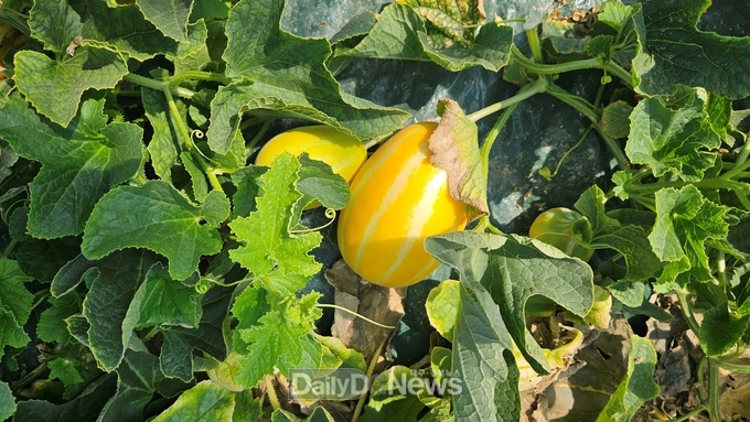 성주 참외