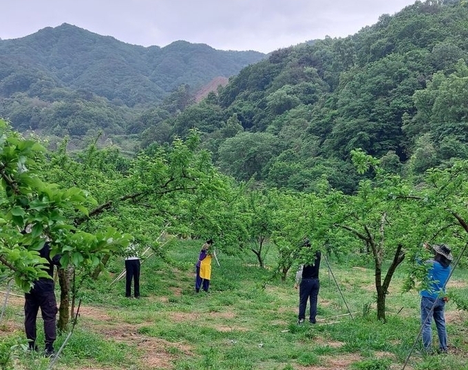 김천시청 도로철도과, 자두 농가 일손 돕기 구슬땀