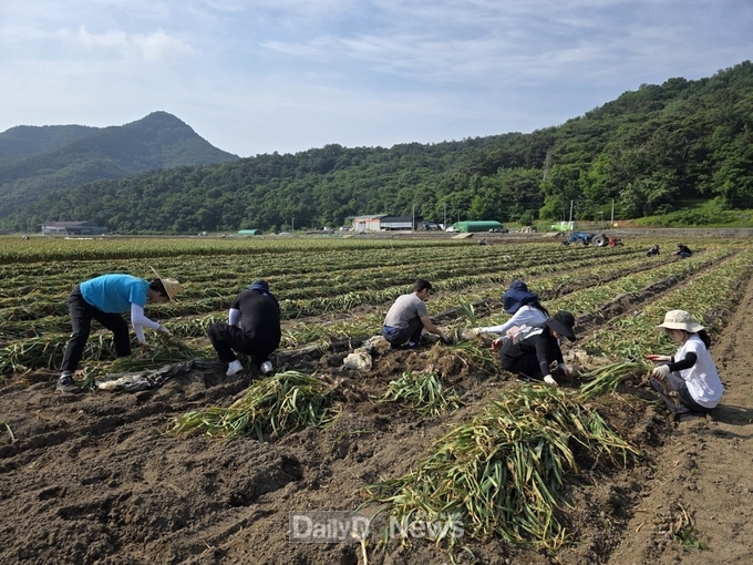 고령군 문화유산과, 쌍림면 매촌리에 위치한 마늘 농가에서 일손돕기 지원