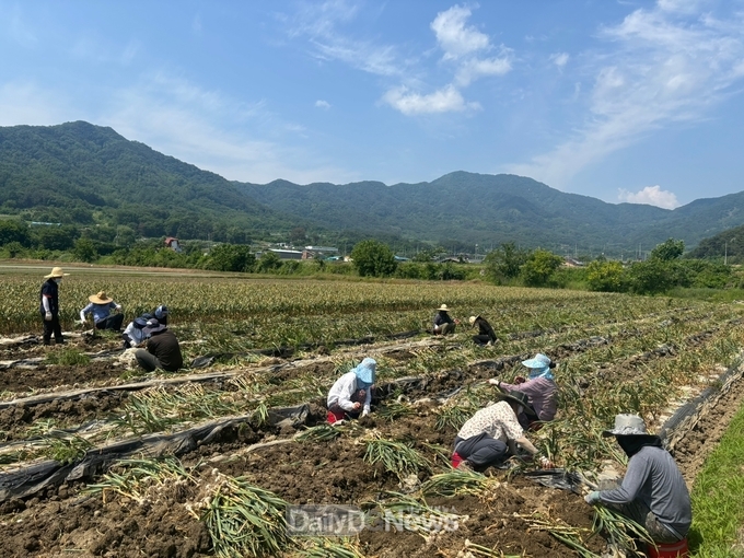 대가야읍 농촌일손돕기 실시
