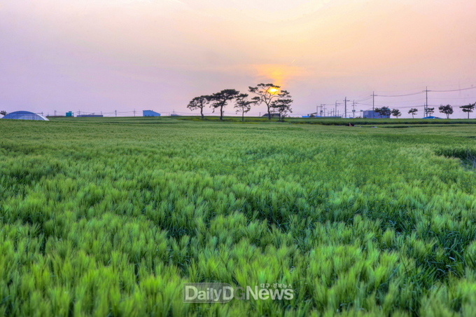 호미곶은 지금 유색보리밭 절경…경관 농업으로 관광·경제 모두 잡는다