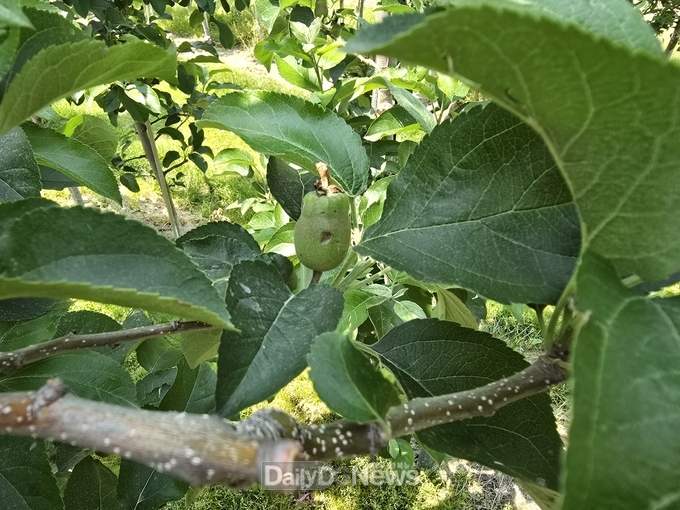 우박 피해 현장(열매_상처)