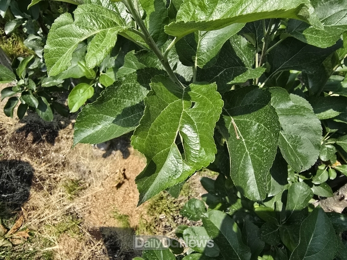 우박 피해 현장(잎 찢어짐)
