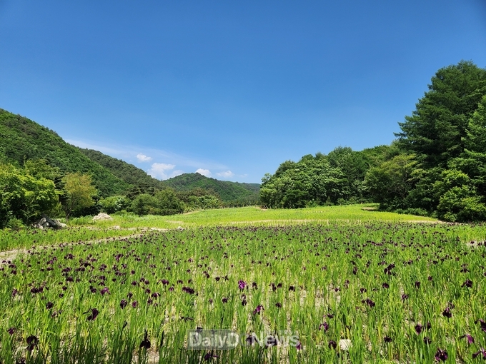 국립한국자생식물원 비안의 언덕 꽃창포 군락지<br>
