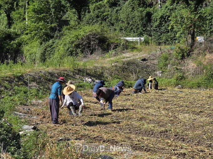 환경사업소, 쌍림면 신곡리 소재의 마늘 재배 농가에서 일손돕기 지원