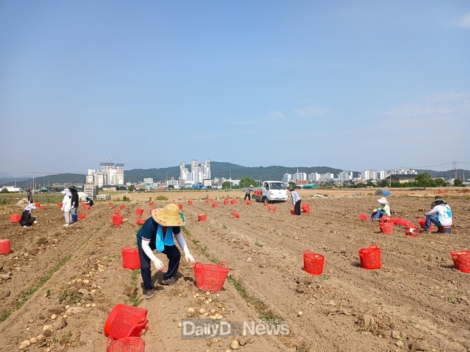 다산면,재무과,도시과,건축과 농촌일손돕기 실시