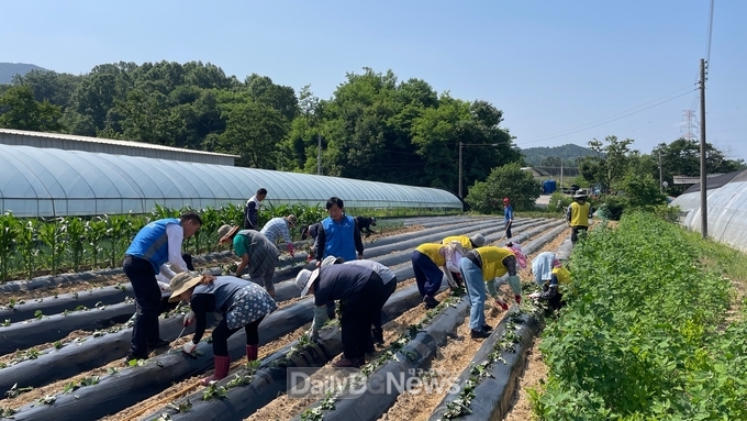 성주군 수륜면 지역사회보장협의체 고구마 모종 파종