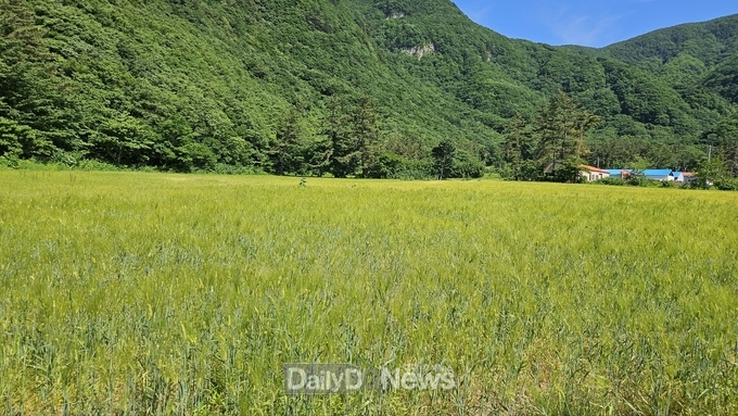 건강과 추억 선사하는 나리분지 보리밭길 힐링 공간으로 인기