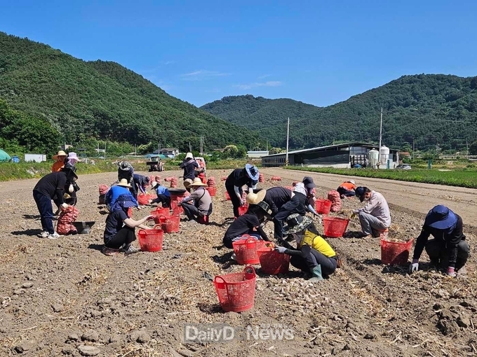 고령군 덕곡면·주민복지과·농업기술센터 공무원 마늘 수확 구슬땀