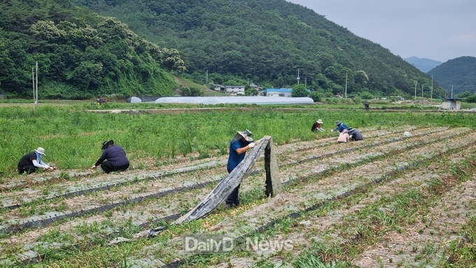 고령군 쌍림면 직원들 평지리 소재 양파 농가 일손 지원