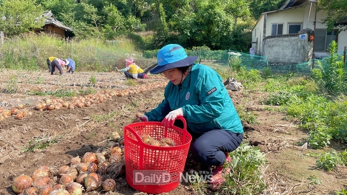 수륜면 지역사회보장협의체 양파 수확