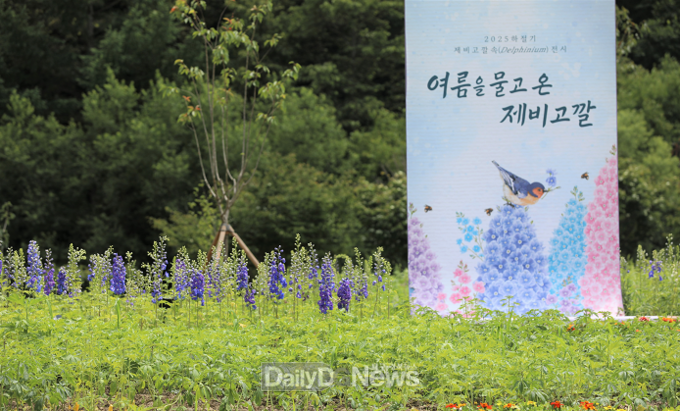 국립백두대간수목원, 여름을 물고 찾아온 제비고깔 전시