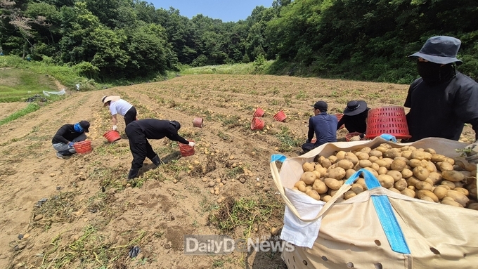 예천군 4-H 연합회, 공동 과제포 감자 수확 실시