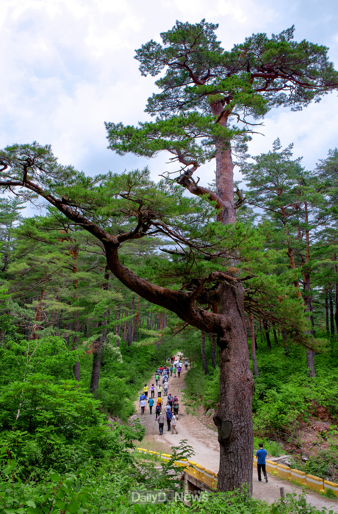 울진 금강송 산지농업시스템 세계중요농업유산 등재(금강송)