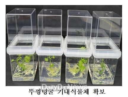 국립낙동강생물자원관 제공) 뚜껑덩굴 뿌리조직뚜껑덩굴 기내식물체 확보 사진