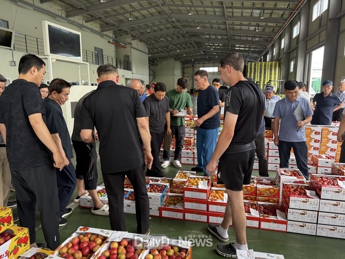 일교차가 큰 고지대에서 자란 프리미엄 자두, 군위에서 전국으로 !