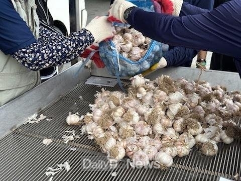고령군, 2025년산 대서종 주아 1세대 종구(씨마늘)수매 및 농가 공급
