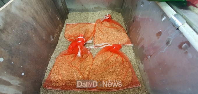 개갑장 종자